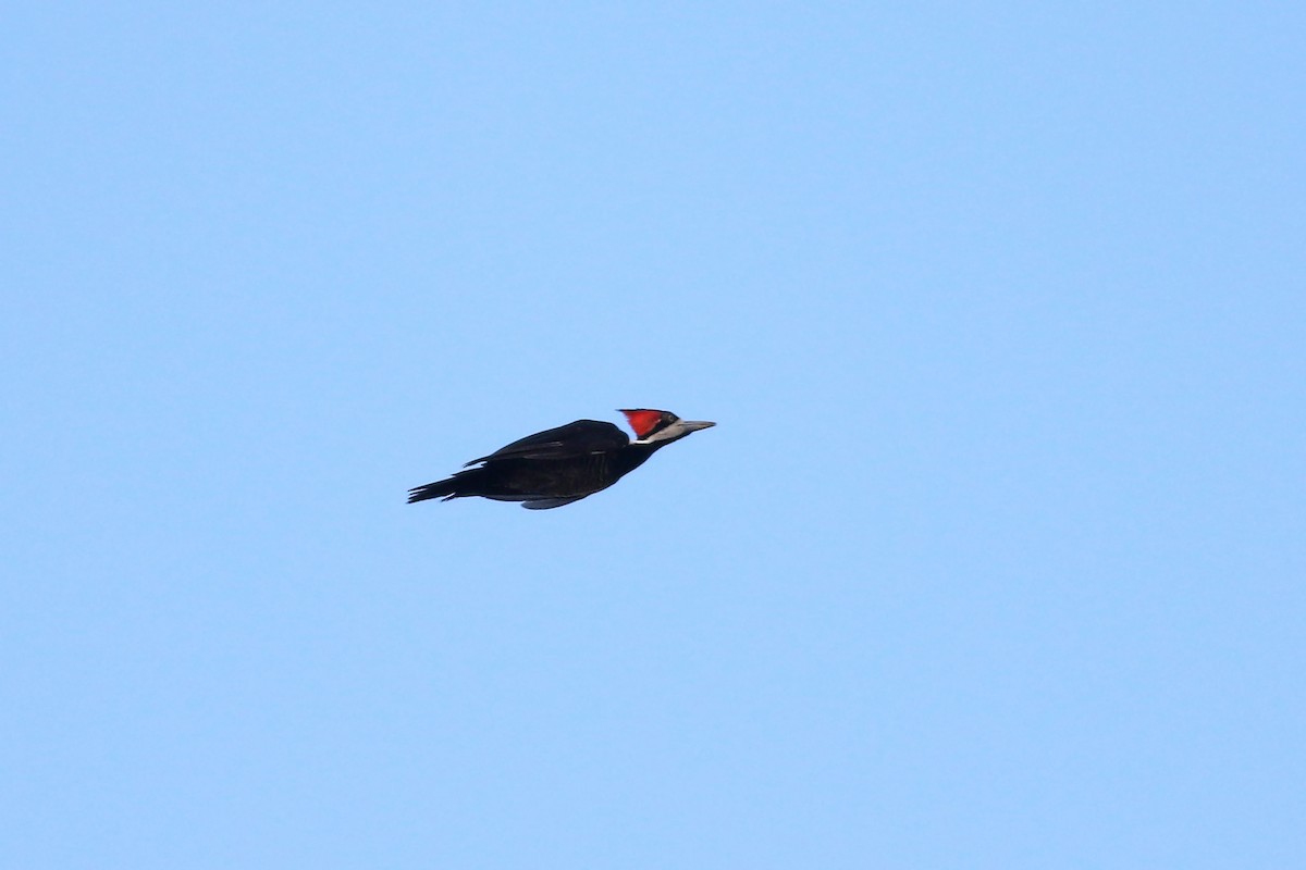 Crimson-crested Woodpecker - ML121694061