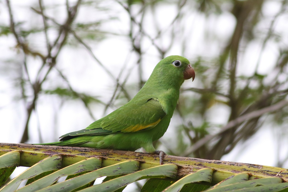 Yellow-chevroned Parakeet - Nick Bonomo