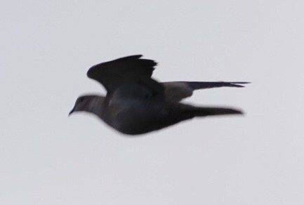 Eurasian Collared-Dove - ML121695941
