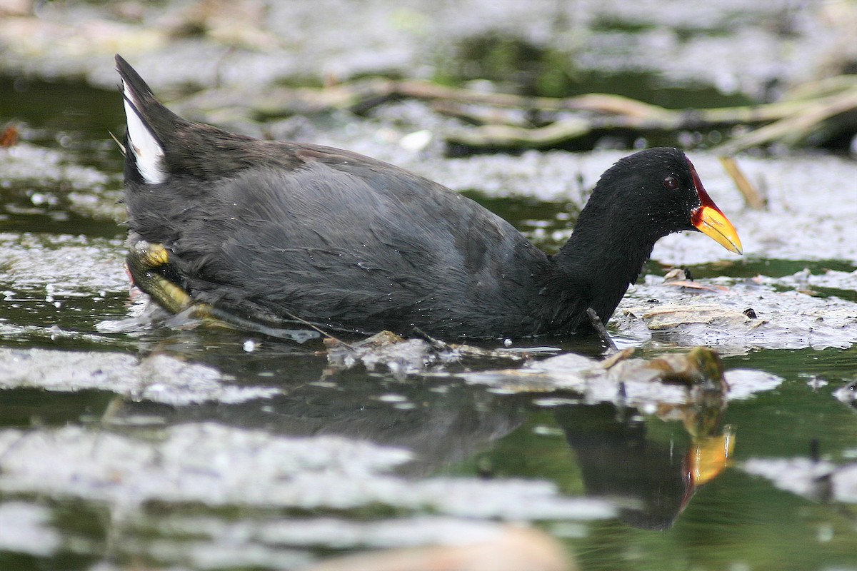 Red-fronted Coot - ML121696321