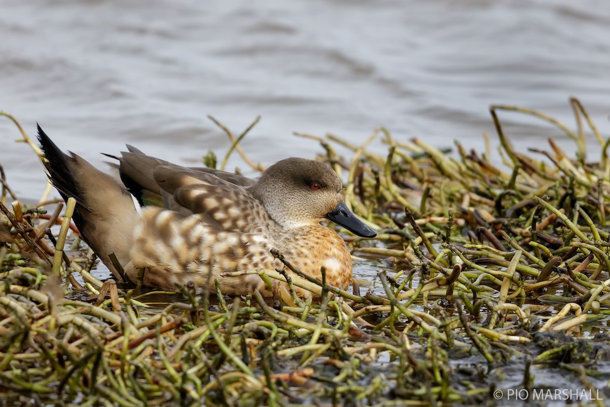 Crested Duck - ML121699181