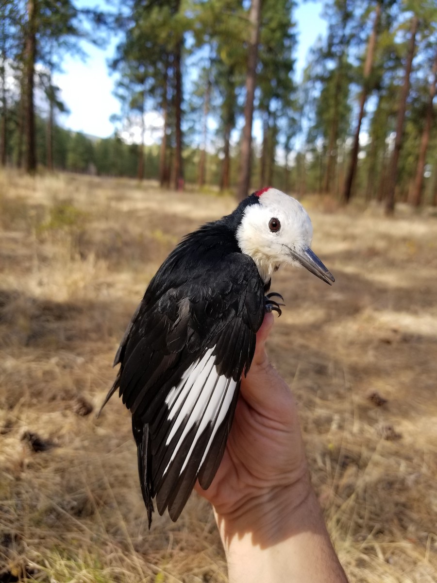 White-headed Woodpecker - Jeffrey Kozma