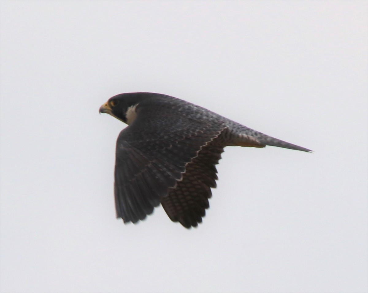 Peregrine Falcon - Russell Hillsley