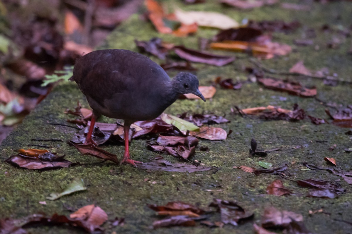 Slaty-breasted Tinamou - Nic Allen