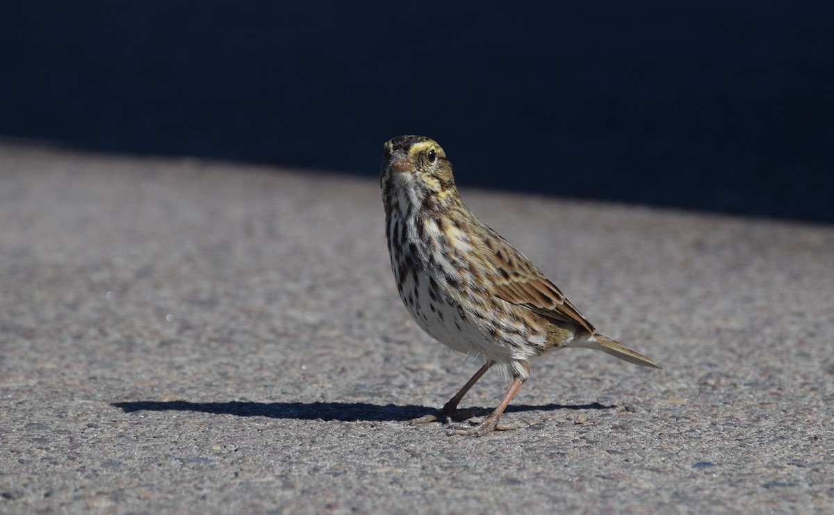 Savannah Sparrow (Belding's) - ML121711011