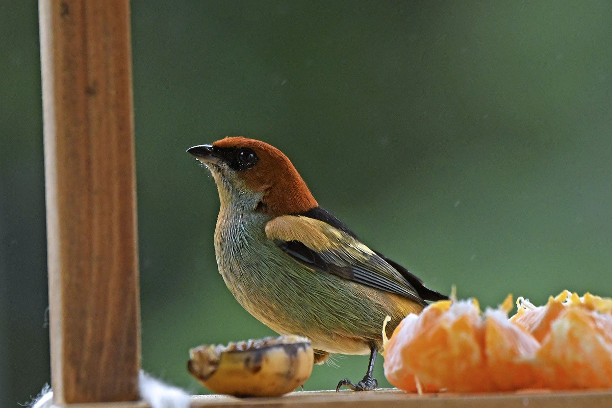 Black-backed Tanager - ML121712491