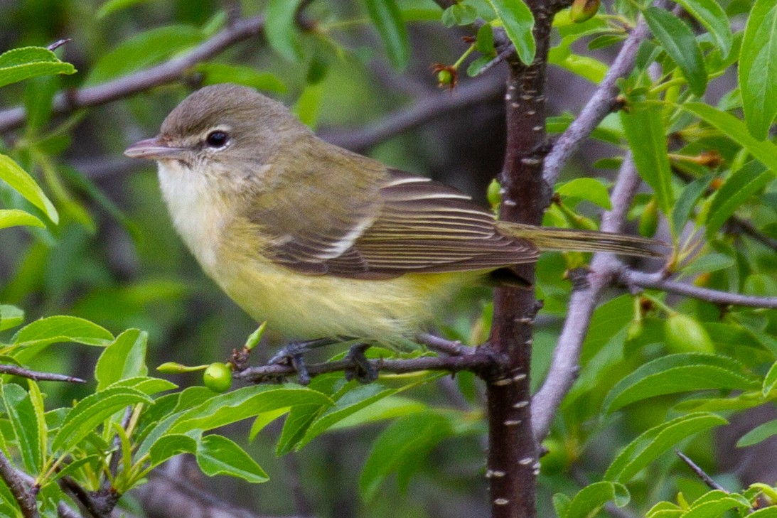 Bell's Vireo - Will Chatfield-Taylor