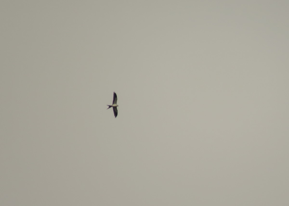 Swallow-tailed Kite - ML121713351