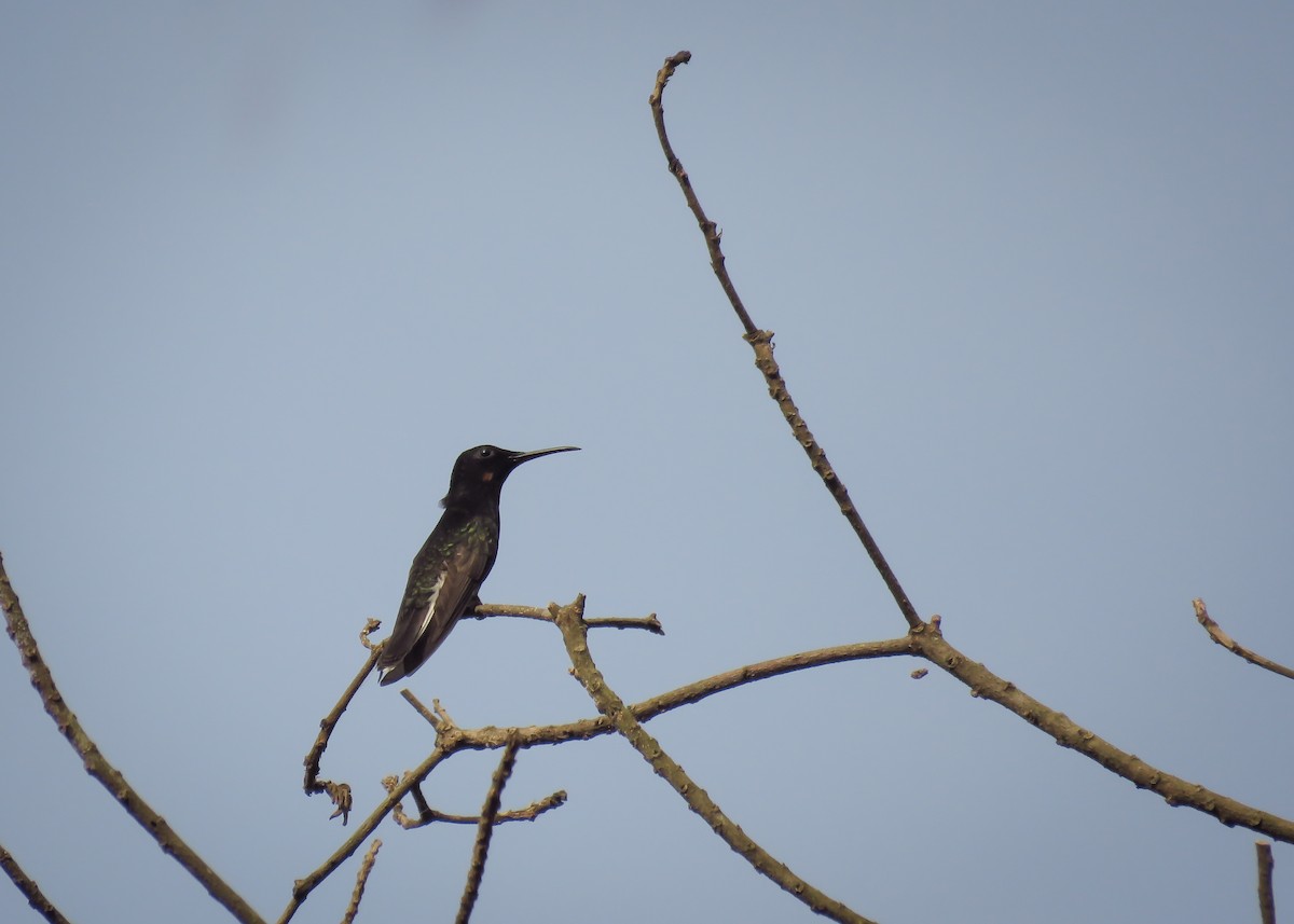 kolibřík černobílý - ML121713511