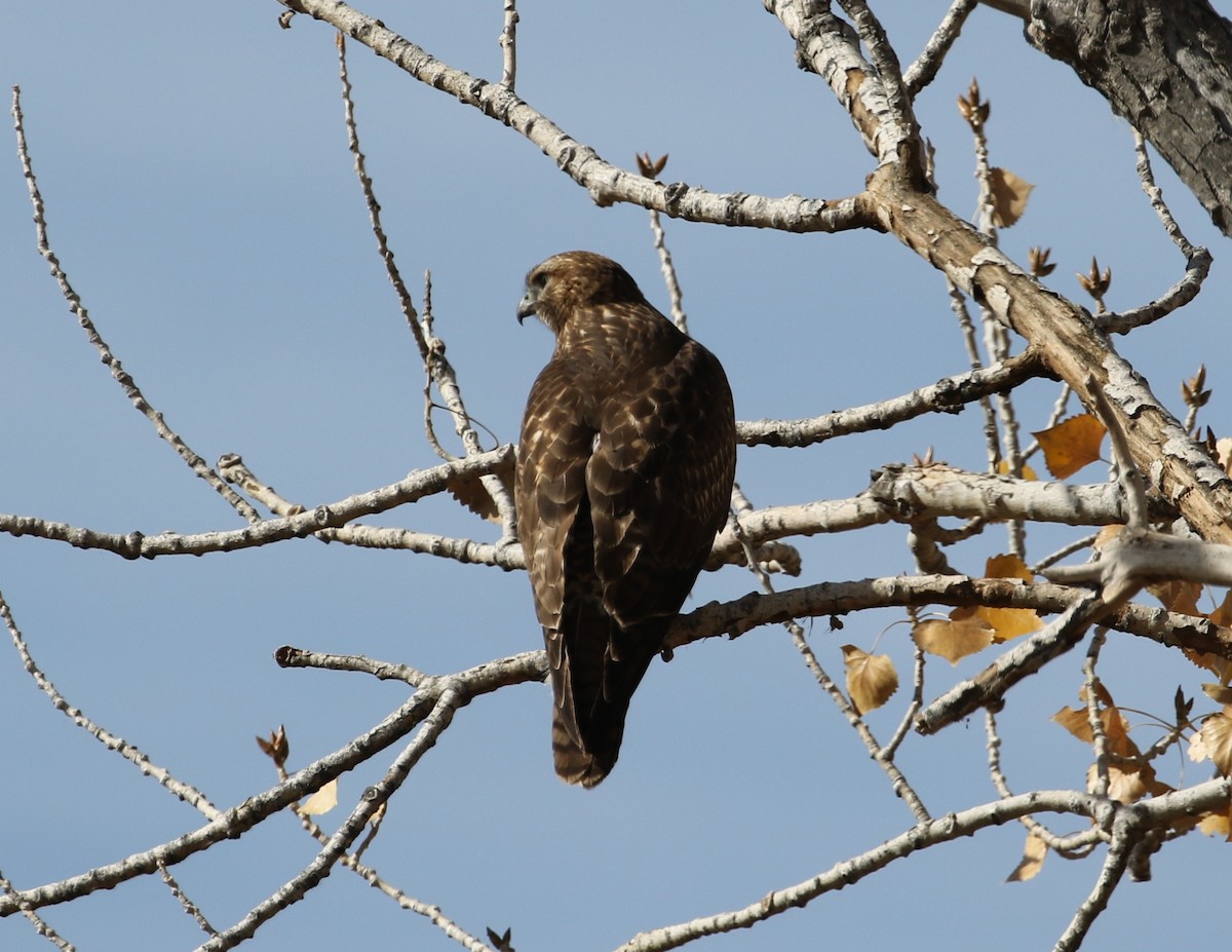 Red-tailed Hawk (calurus/alascensis) - ML121714001