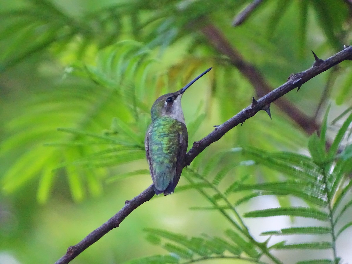 Ruby-throated Hummingbird - Alfonso Auerbach