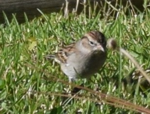 Chipping Sparrow - ML121715281