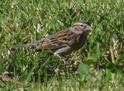 Chipping Sparrow - ML121715291