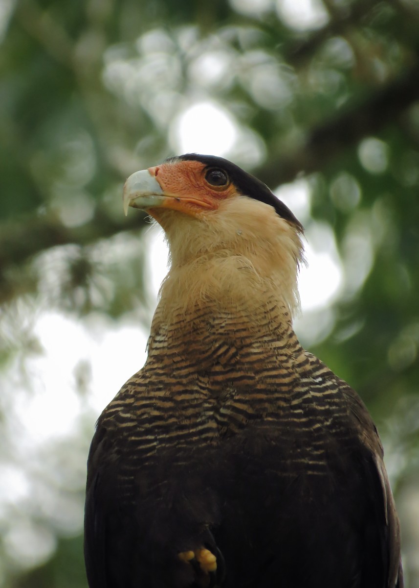 Crested Caracara (Southern) - ML121716671