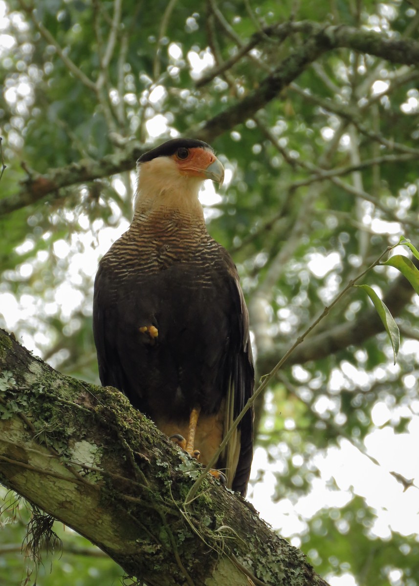 Crested Caracara (Southern) - ML121716681