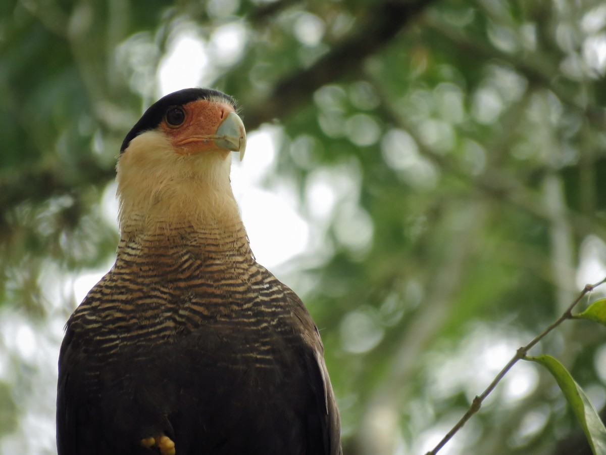 Crested Caracara (Southern) - ML121716691
