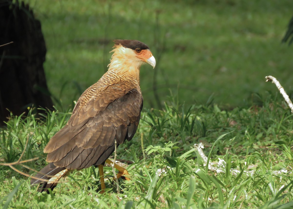 Crested Caracara (Southern) - ML121716711