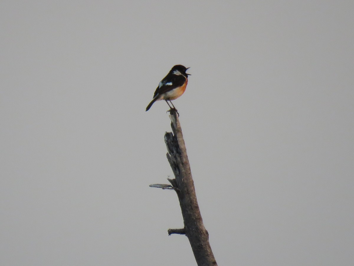 African Stonechat - ML121721631