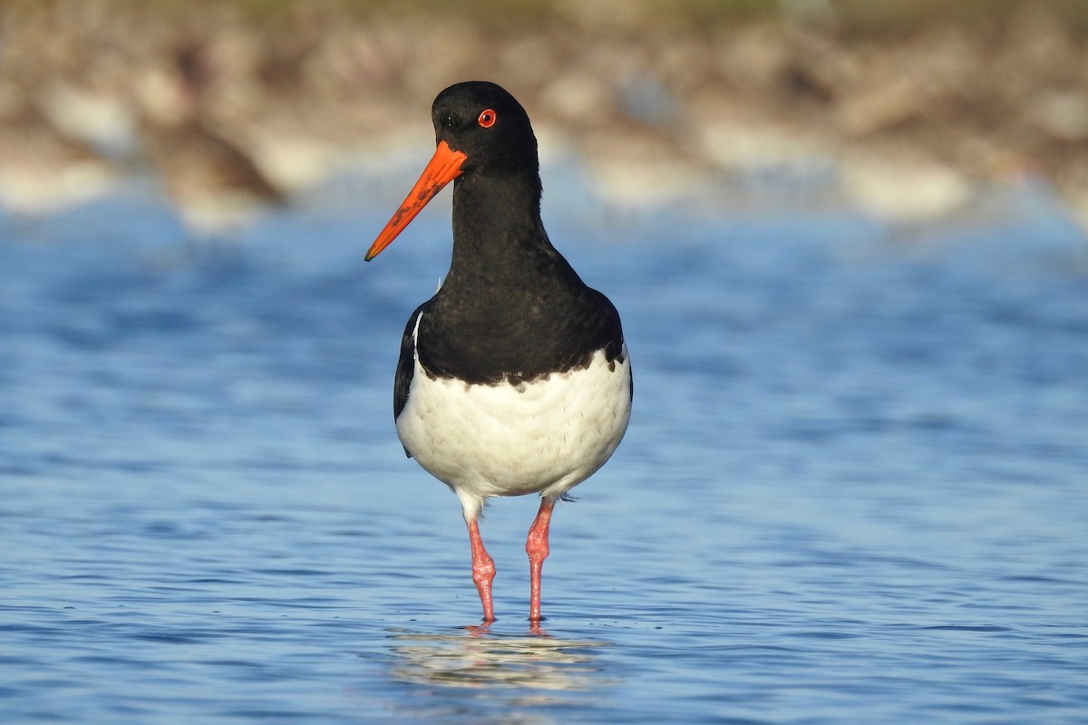 Pied Oystercatcher - Michael Daley
