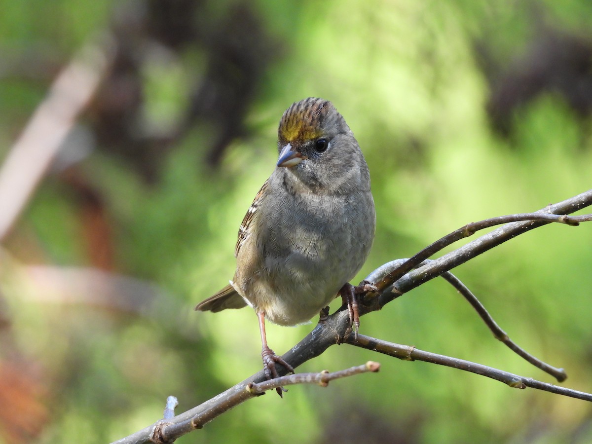 Golden-crowned Sparrow - ML121724401