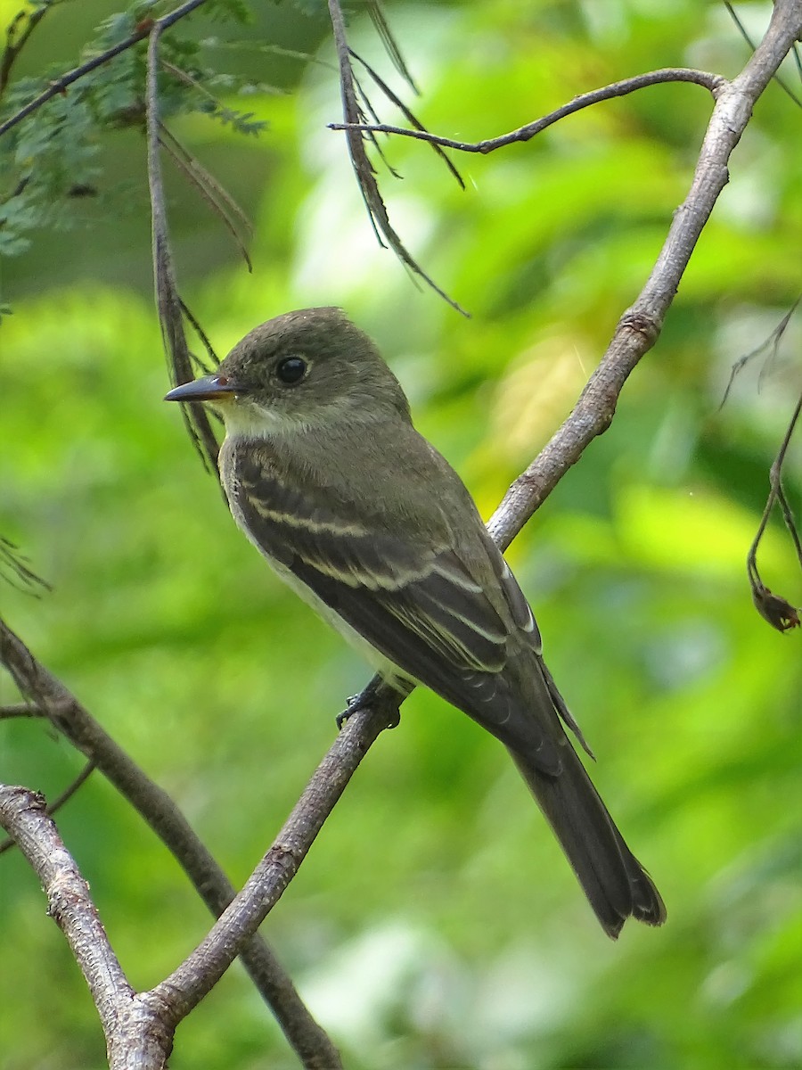 Eastern Wood-Pewee - Alfonso Auerbach