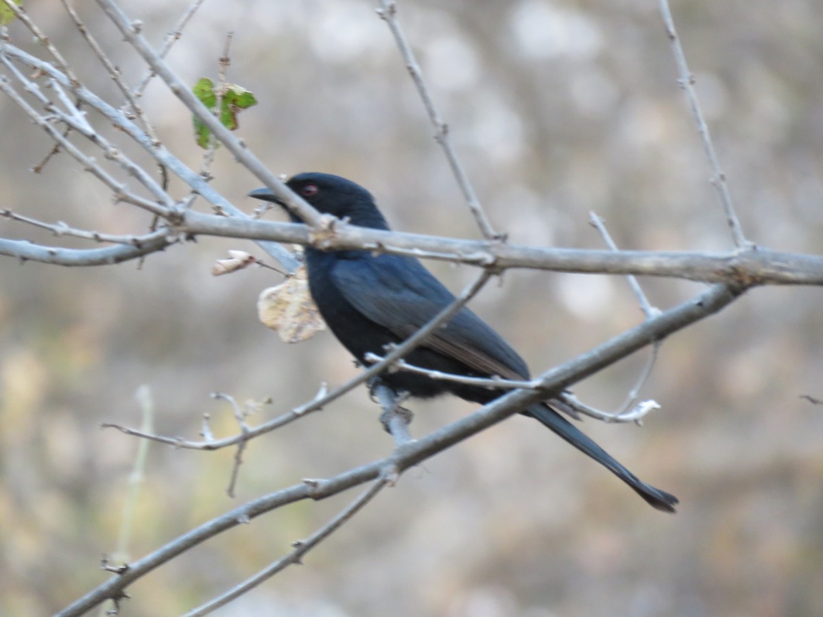 Fork-tailed Drongo - ML121724811