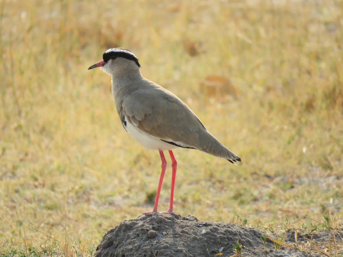 Crowned Lapwing - ML121724881