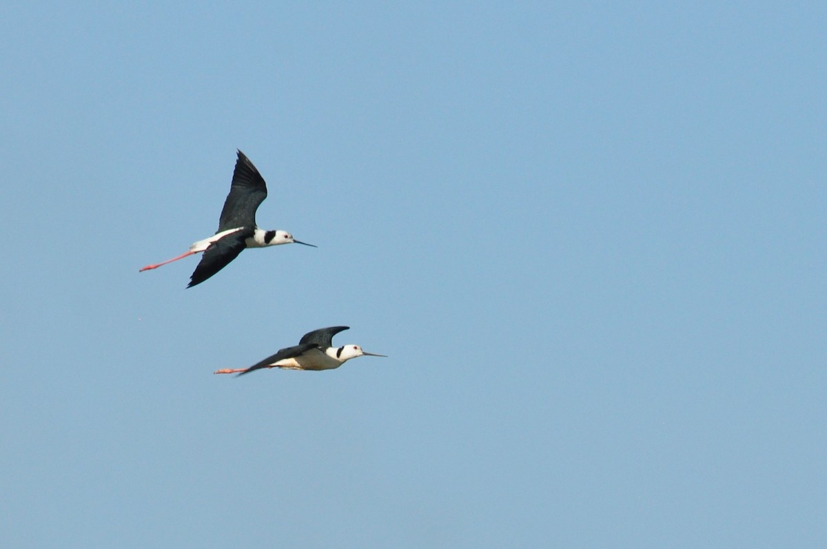 Pied Stilt - ML121727561