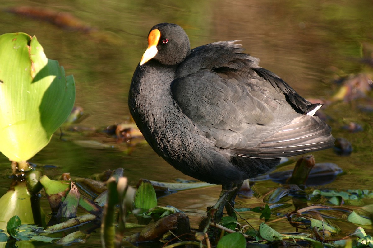 White-winged Coot - ML121728721