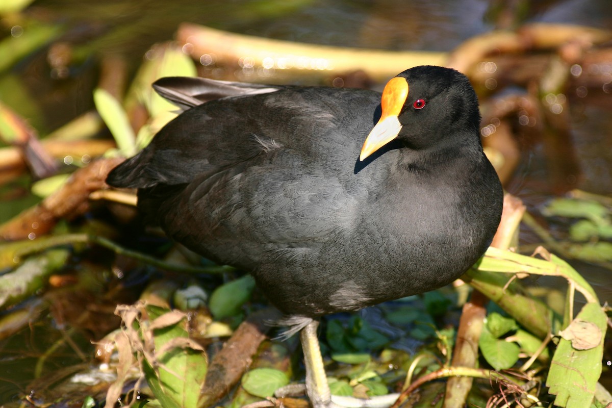 White-winged Coot - ML121728751