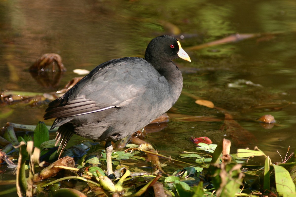 White-winged Coot - ML121728761