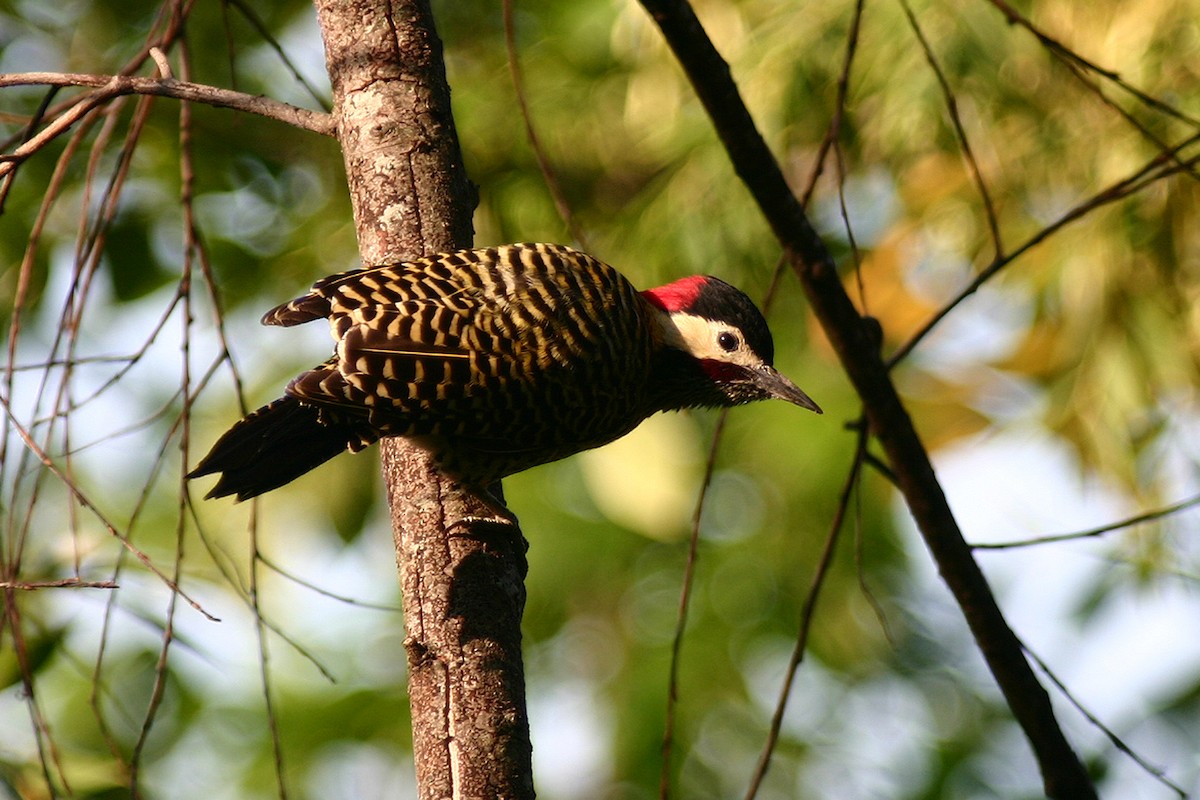 Green-barred Woodpecker - ML121728781