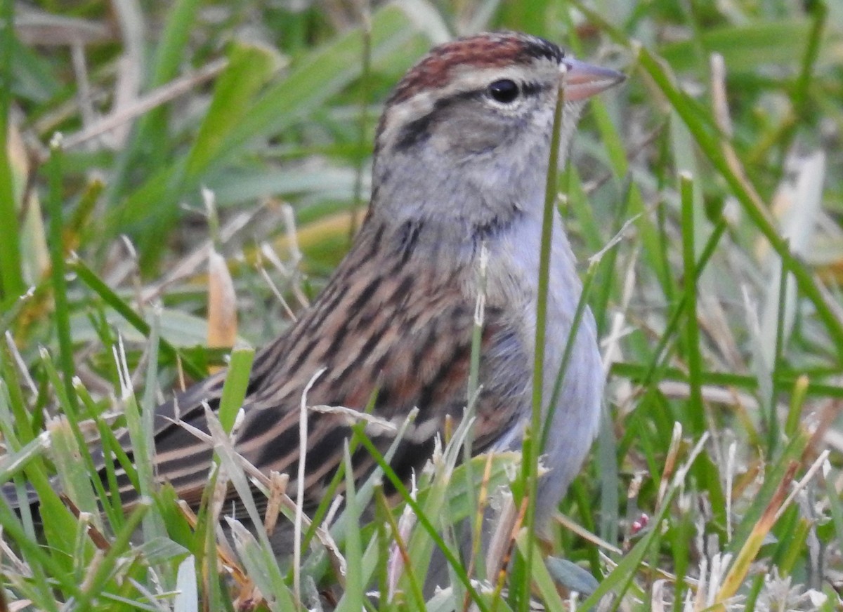Chipping Sparrow - David Whitehouse