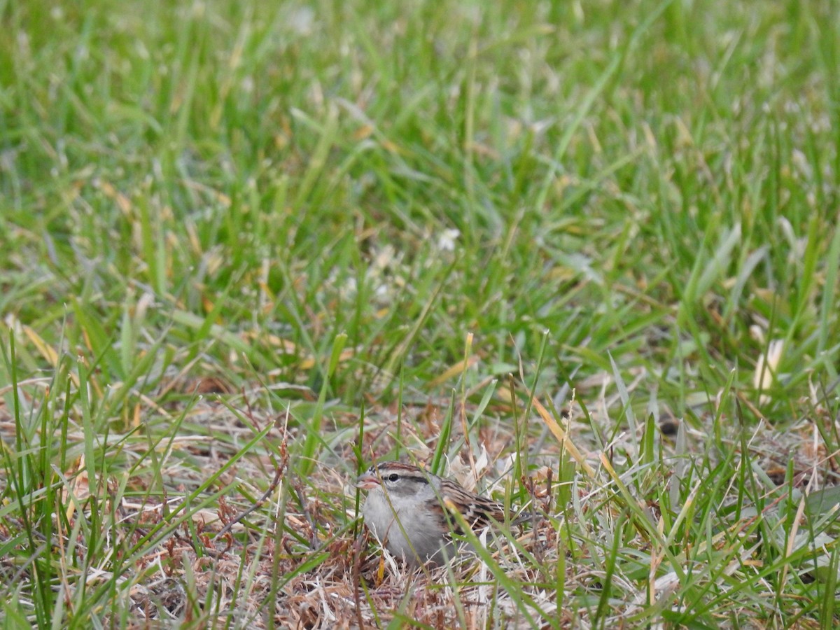 Chipping Sparrow - David Whitehouse