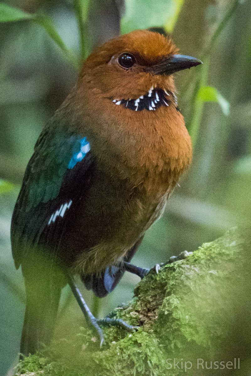 Rufous-headed Ground-Roller - Skip Russell