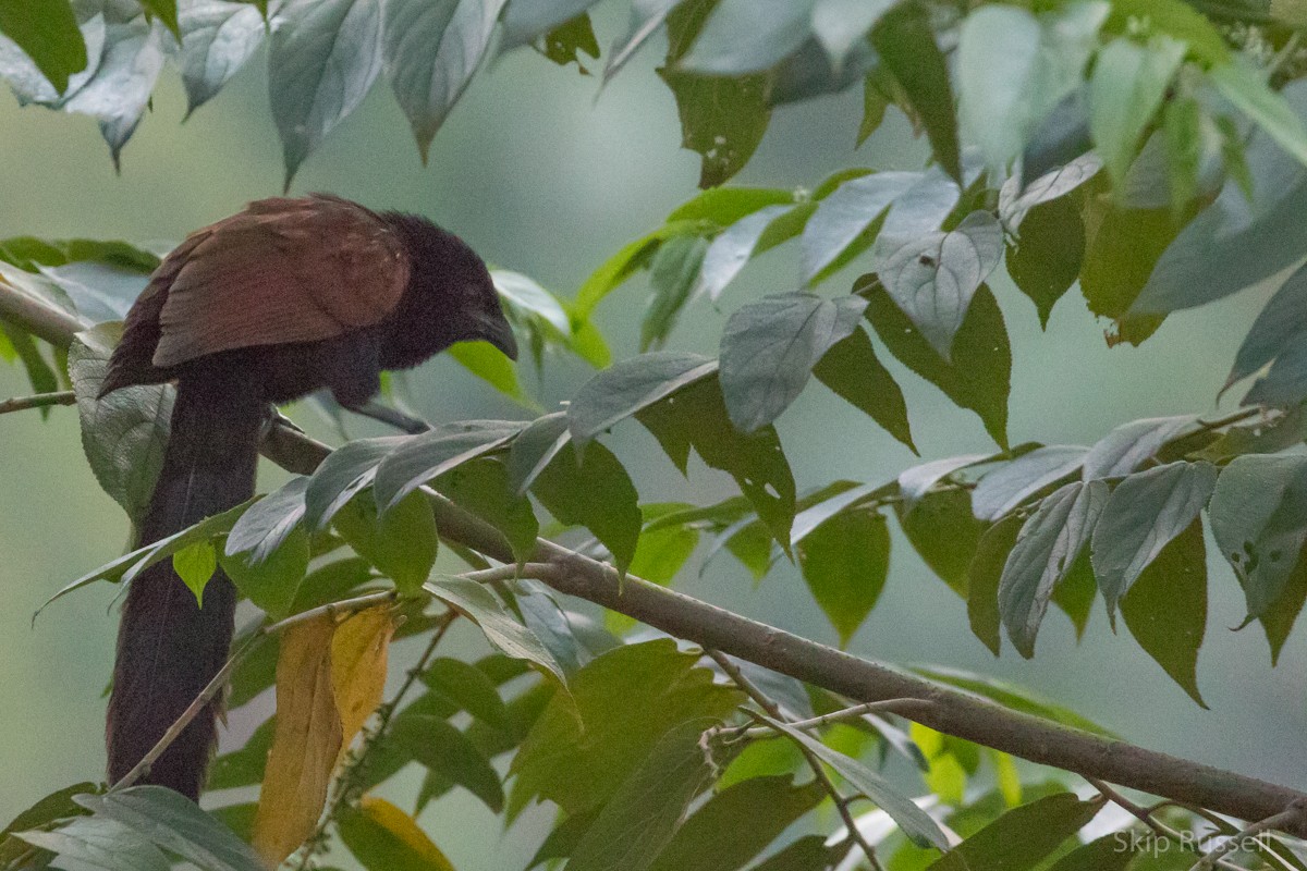 Malagasy Coucal - Skip Russell