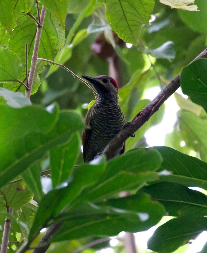 Golden-olive Woodpecker - Rolando Chávez