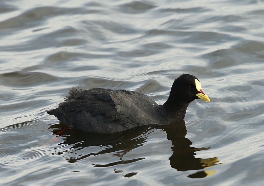 Red-gartered Coot - ML121734591
