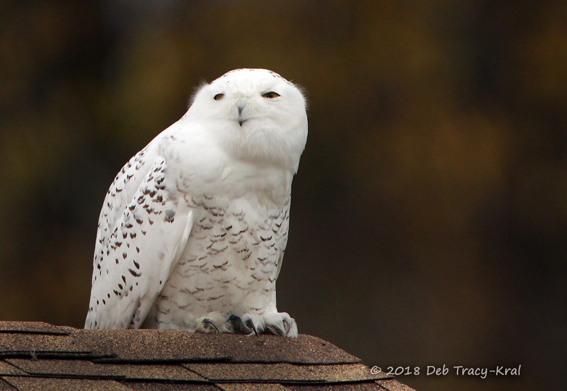 Snowy Owl - ML121736241