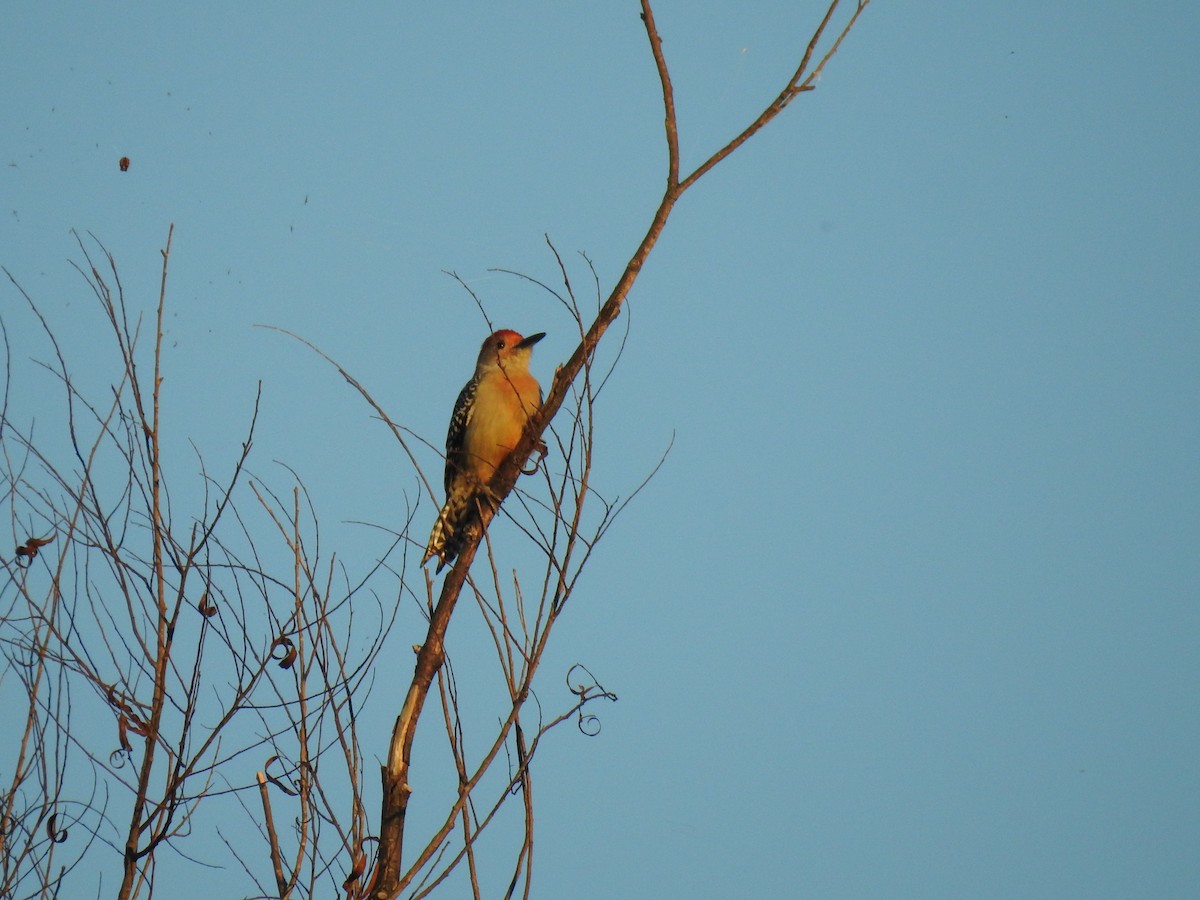 Red-bellied Woodpecker - nicole land