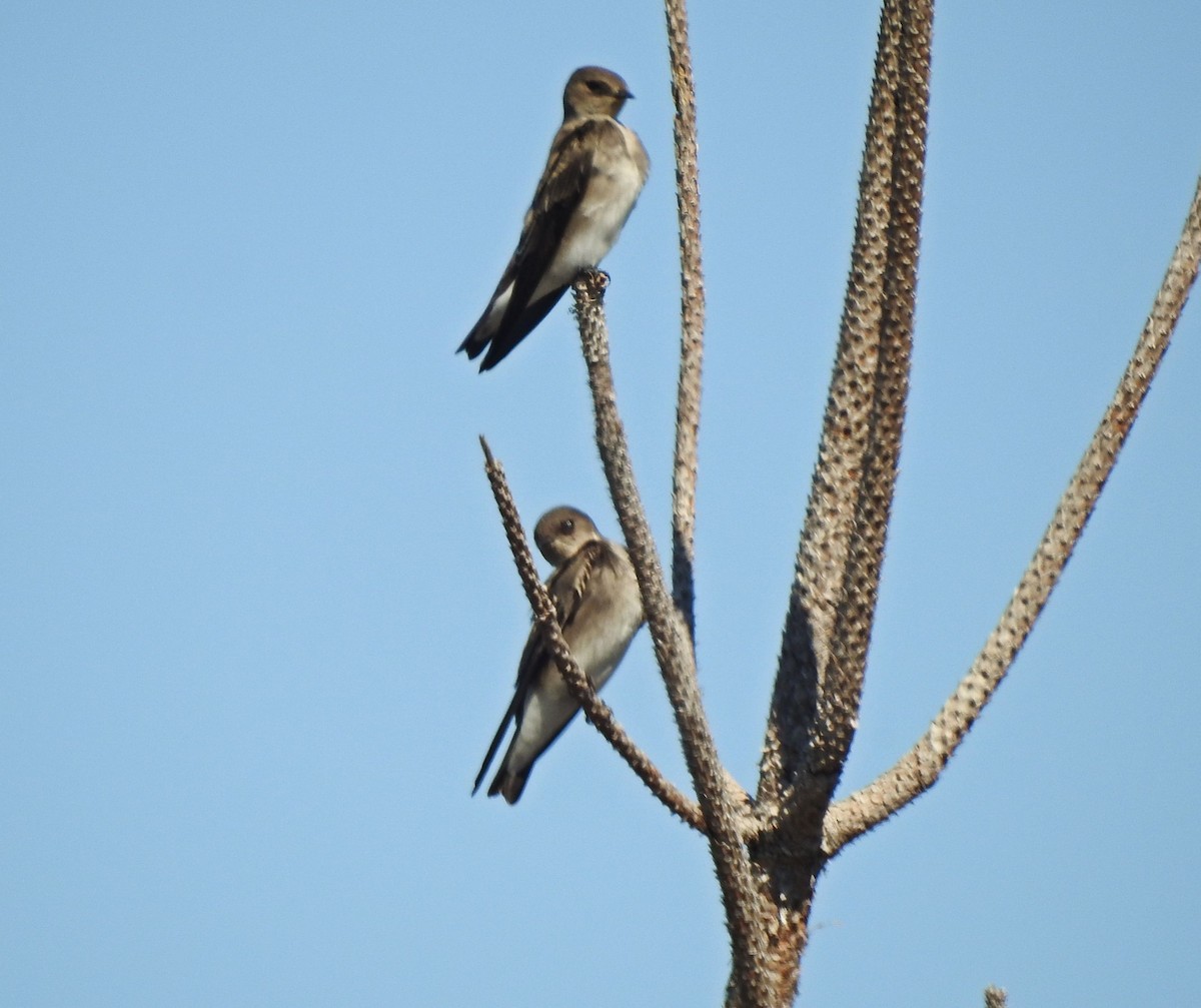 Northern Rough-winged Swallow - ML121736831