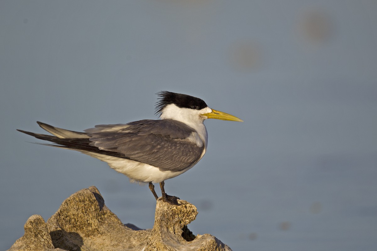 Great Crested Tern - Mat Gilfedder