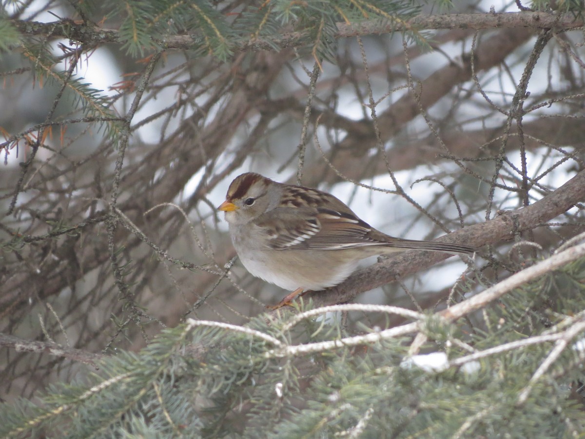 White-crowned Sparrow - Bert Dalziel