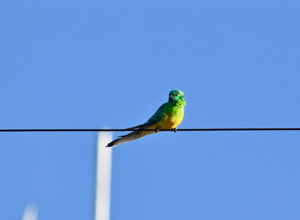 Red-rumped Parrot - ML121741361