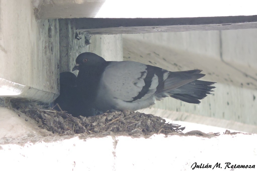 Rock Pigeon (Feral Pigeon) - ML121742551