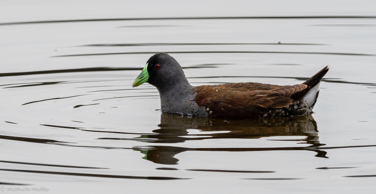 Spot-flanked Gallinule - Mathurin Malby