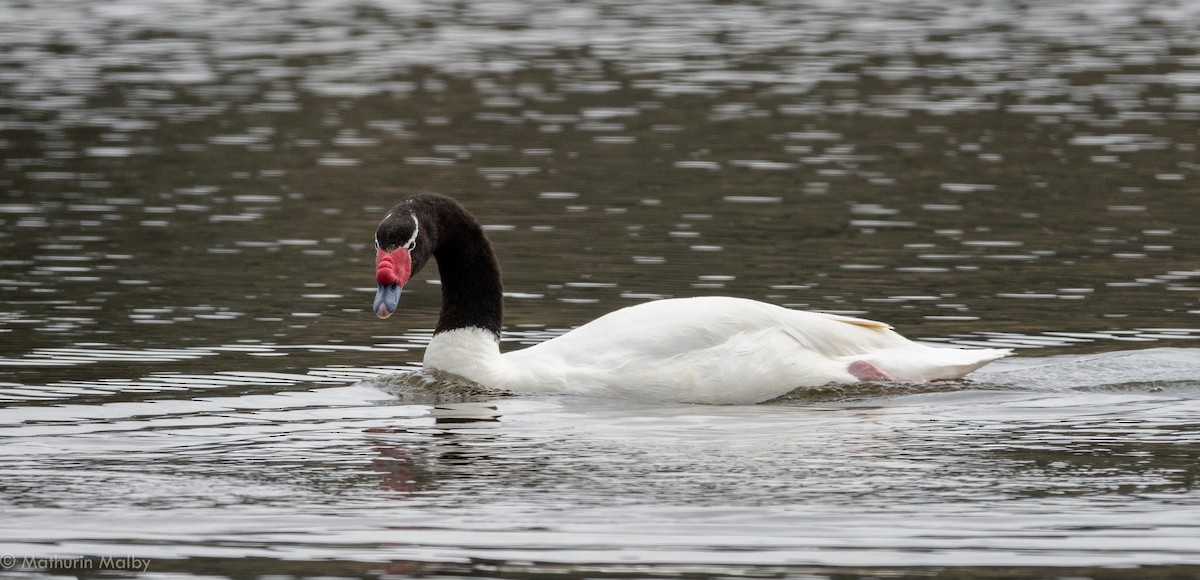 Black-necked Swan - ML121742911