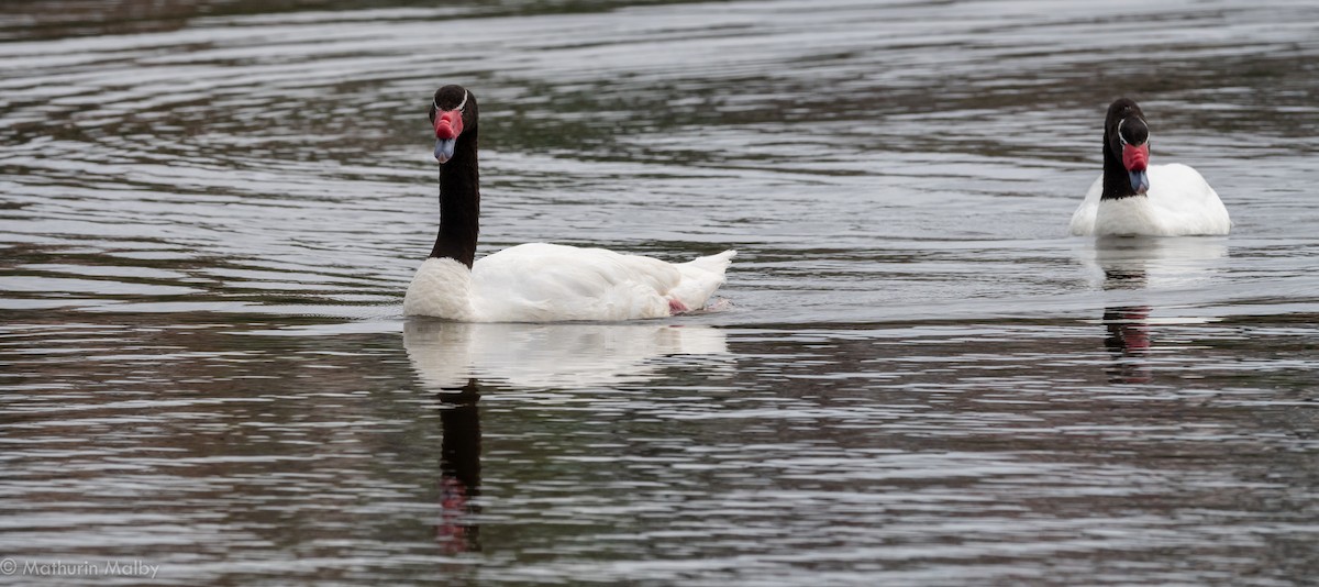 Black-necked Swan - ML121743031