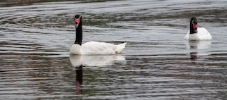 Black-necked Swan, ML121743031