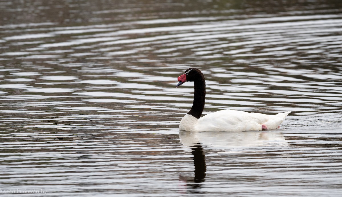 Black-necked Swan - ML121743041